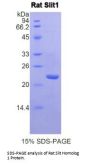 Rat Slit Homolog 1 (Slit1) Protein