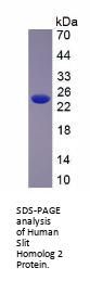 Human Slit Homolog 2 (SLIT2) Protein