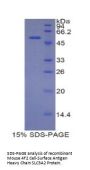Mouse 4F2 Cell-Surface Antigen Heavy Chain (SLC3A2) Protein