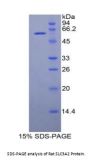 Rat 4F2 Cell-Surface Antigen Heavy Chain (SLC3A2) Protein