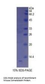 Mouse Somatostatin (SST) Protein