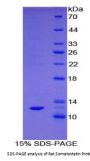 Rat Somatostatin (SST) Protein