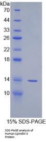 Human Spindlin 3 (SPIN3) Protein