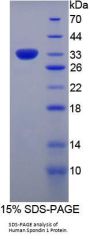 Human Spondin 1 (SPON1) Protein