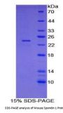 Mouse Spondin 1 (SPON1) Protein