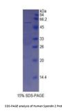 Human Spondin 2 (SPON2) Protein