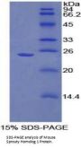 Mouse Sprouty Homolog 1 (SPRY1) Protein