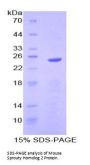 Mouse Sprouty Homolog 2 (SPRY2) Protein