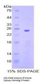 Mouse Sprouty Homolog 3 (SPRY3) Protein