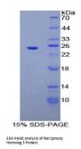 Rat Sprouty Homolog 3 (SPRY3) Protein
