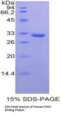 Mouse STAM Binding Protein (STAMBP) Protein