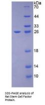 Rat Kit Ligand (KITLG) Protein