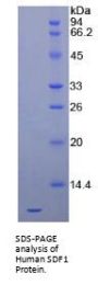 Human Stromal Cell-Derived Factor 1 / SDF1 (CXCL12) Protein
