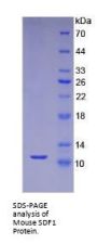 Mouse Stromal Cell-Derived Factor 1 / SDF1 (CXCL12) Protein