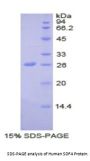 Human Stromal Cell Derived Factor 4 (SDF4) Protein