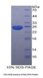 Rat Stromal Cell Derived Factor 4 (SDF4) Protein