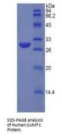 Human Sulfatase Modifying Factor 1 (SUMF1) Protein