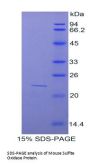 Mouse Sulfite Oxidase (SUOX) Protein