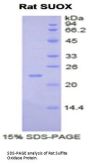 Rat Sulfite Oxidase (SUOX) Protein