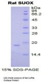 Rat Sulfite Oxidase (SUOX) Protein