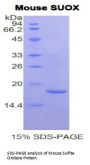 Mouse Sulfite Oxidase (SUOX) Protein