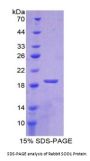 Rabbit Superoxide Dismutase 1 (SOD1) Protein