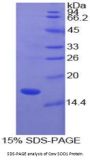 Cow Superoxide Dismutase 1 (SOD1) Protein