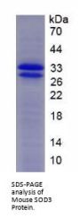 Mouse Superoxide Dismutase 3 (SOD3) Protein