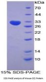 Mouse Superoxide Dismutase Copper Chaperone (CCS) Protein