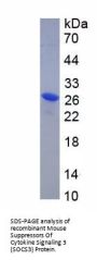 Mouse Suppressors Of Cytokine Signaling 3 (SOCS3) Protein