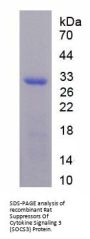 Rat Suppressors Of Cytokine Signaling 3 (SOCS3) Protein