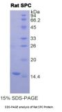 Rat Pulmonary Surfactant-Associated Protein C (SFTPC) Protein