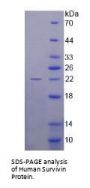 Human Baculoviral IAP Repeat-Containing Protein 5 (BIRC5) Protein