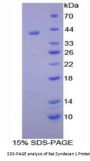 Rat Syndecan 1 (SDC1) Protein