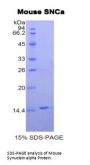 Mouse Alpha Synuclein (SNCA) Protein