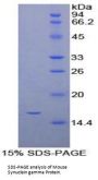 Mouse Synuclein Gamma (SNCg) Protein