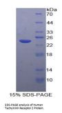 Human Tachykinin Receptor 2 (TACR2) Protein