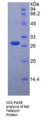 Rat Tafazzin (TAZ) Protein
