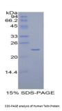 Human Talin (TLN) Protein