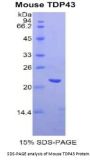 Mouse TAR DNA-Binding Protein 43 / TDP43 (TARDBP) Protein