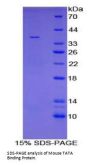 Mouse TATA Box Binding Protein (TBP) Protein