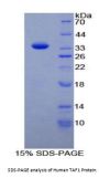 Human TATA Box Binding Protein Associated Factor 1 (TAF1) Protein