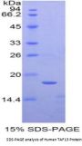 Human TATA Box Binding Protein Associated Factor 13 (TAF13) Protein