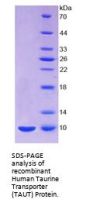 Human Taurine Transporter (TAUT) Protein