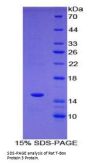 Rat T-Box Protein 3 (TBX3) Protein