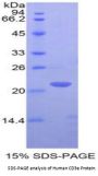 Human T-Cell Surface Glycoprotein CD3 Epsilon Chain (CD3E) Protein