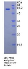 Mouse Telomerase Reverse Transcriptase (TERT) Protein