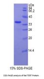 Rat Telomerase Reverse Transcriptase (TERT) Protein