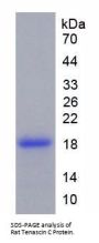 Rat Tenascin C (TNC) Protein