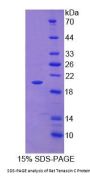 Rat Tenascin C (TNC) Protein
